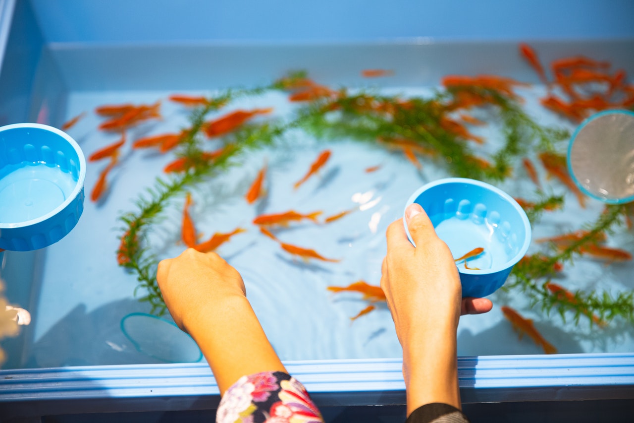 Fish Tank